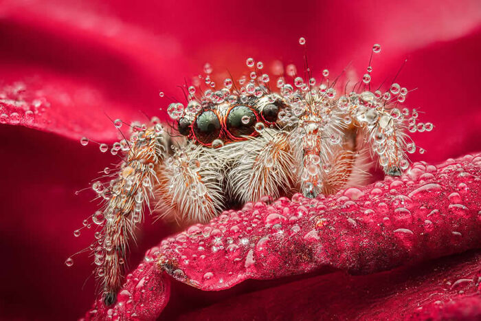 Stunning macro photo of a jumping spider adorned with sparkling dew drops on a bright red petal.