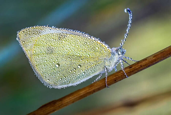 A detailed macro photo of a pale yellow butterfly completely covered in tiny dew drops on a thin branch.