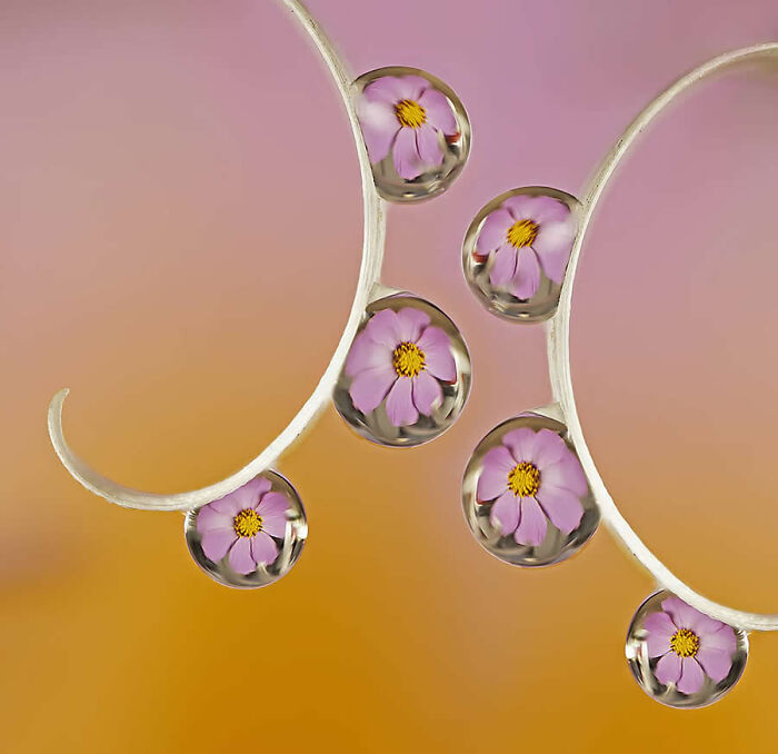 Stunning macro photo of water droplets on curved stems reflecting pink flowers inside.