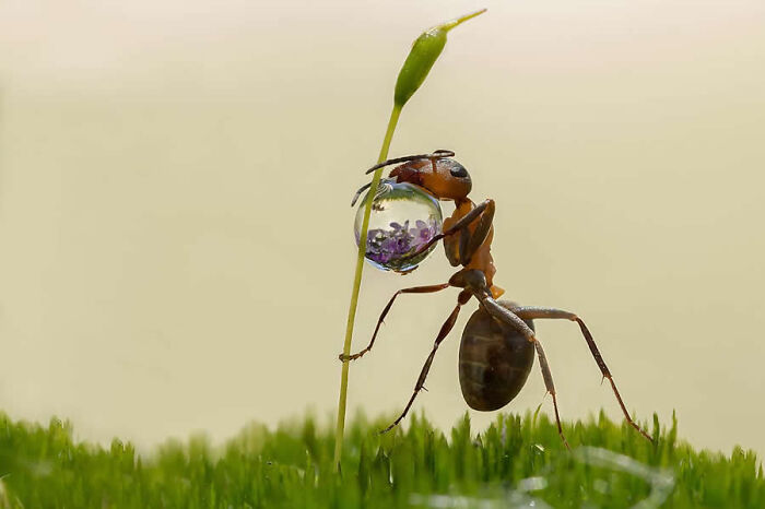 Macro photo of an ant holding a clear water droplet reflecting purple flowers.