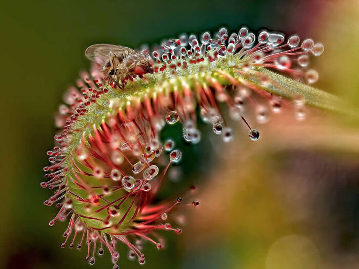 Close-up macro photo of an insect on a sundew plant covered in water droplets.