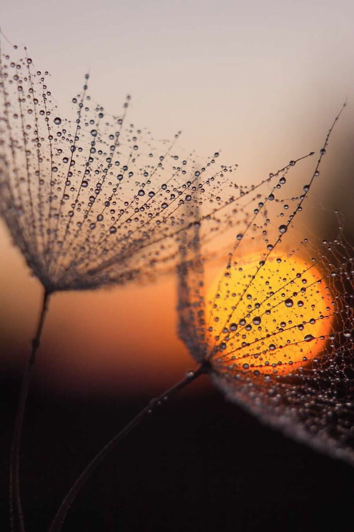 Delicate dandelion seeds covered in dew backlit by a warm sunset in macro photos.