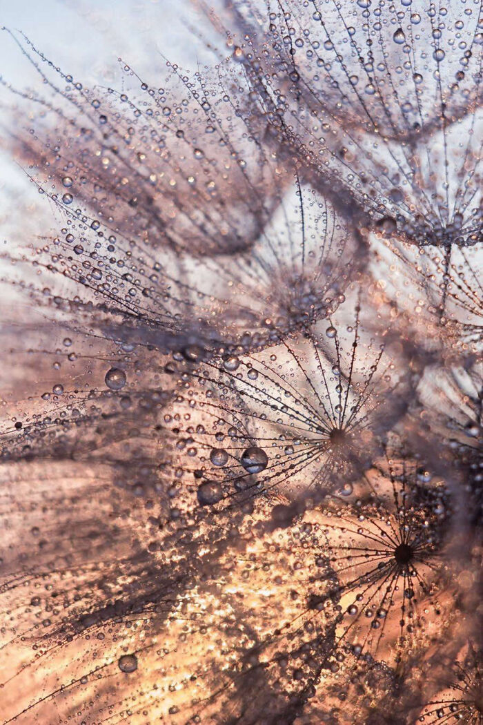 Stunning macro photos of dandelion seeds covered in glistening morning dew.