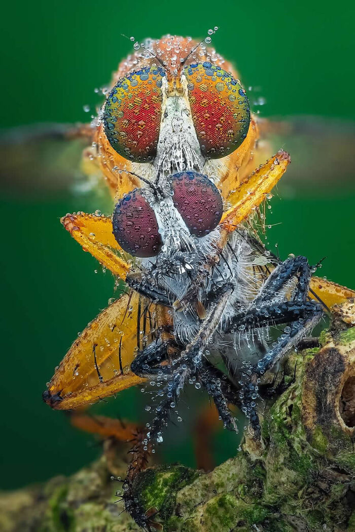 Macro photos showing extreme close-up details of a robber fly covered in dew.