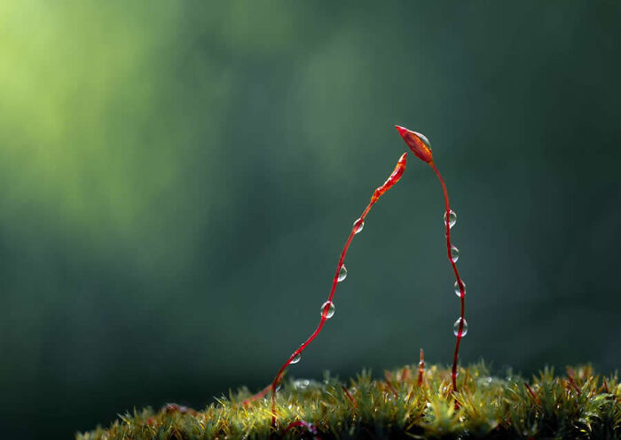 Detailed macro photos of thin moss stems covered in small dew drops.