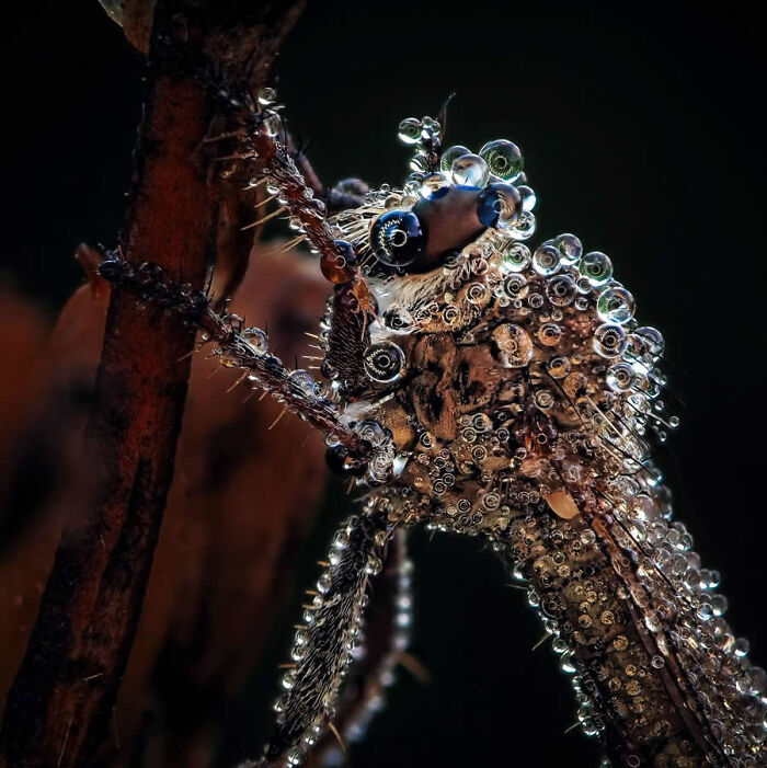 Close-up macro photo of a dragonfly covered in glistening dew drops on a branch.
