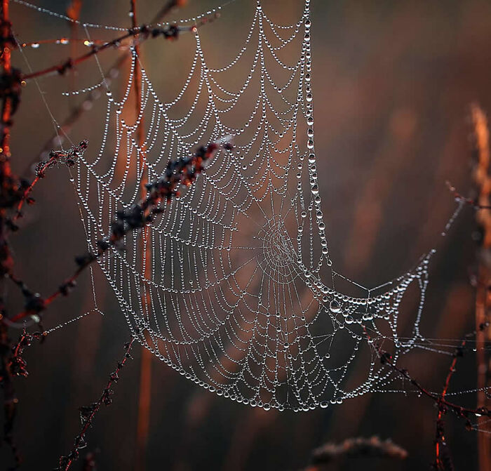 Macro photo of a delicate spider web glinting with dew in warm morning light.