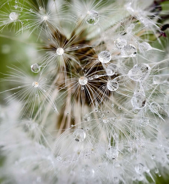 Macro photo showing water droplets shimmering on delicate dandelion seeds.