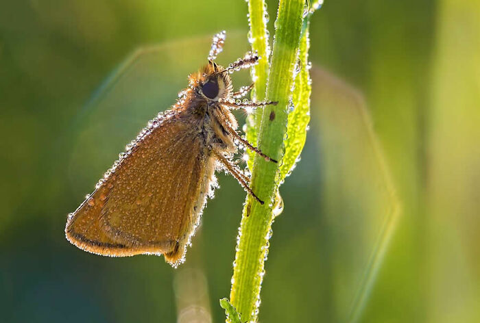 Macro photo of a brown moth covered in dew resting on a green plant stem.