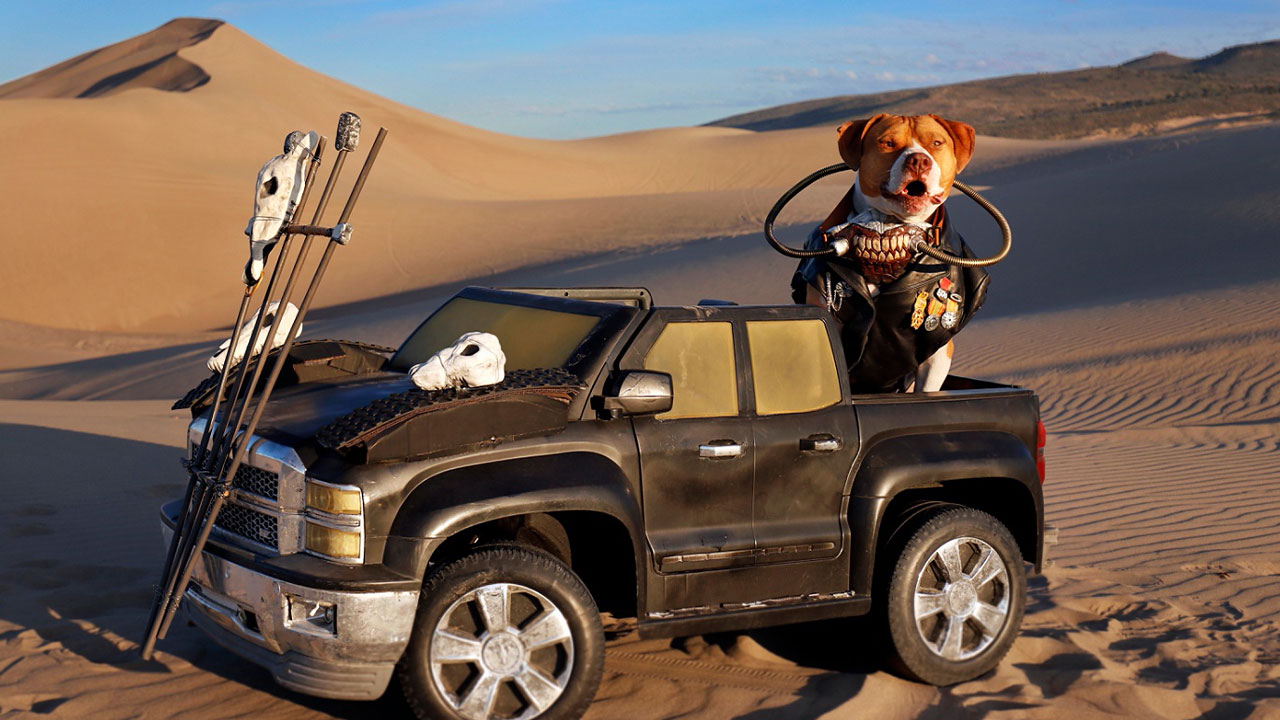 This Photographer Turned Her Dog Into Immortan Joe For A “Mad Max: Furry Road” Photoshoot