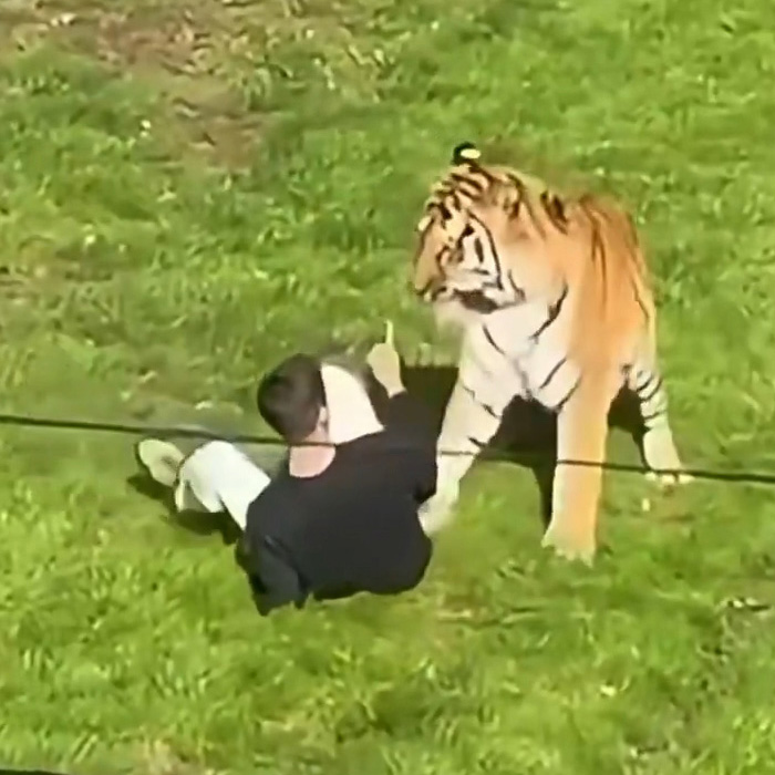Man on ground facing tiger in tiger video incident Man on ground facing tiger in tiger video incident