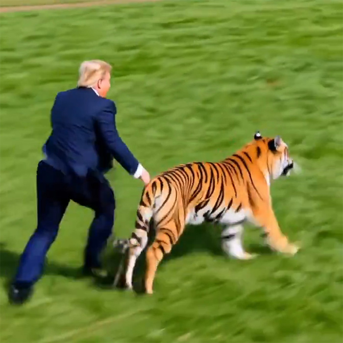 Donald Trump chasing tiger on grass in viral tiger video Donald Trump chasing tiger on grass in viral tiger video