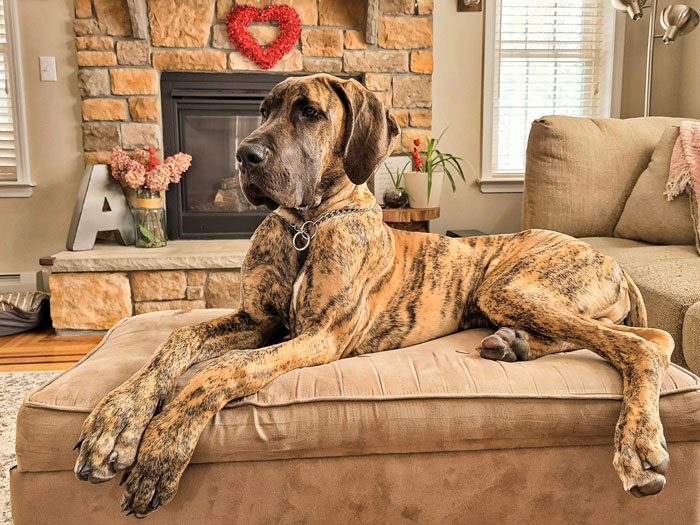 A majestic large dog, a brindle Great Dane, lying on a tan ottoman in a cozy living room