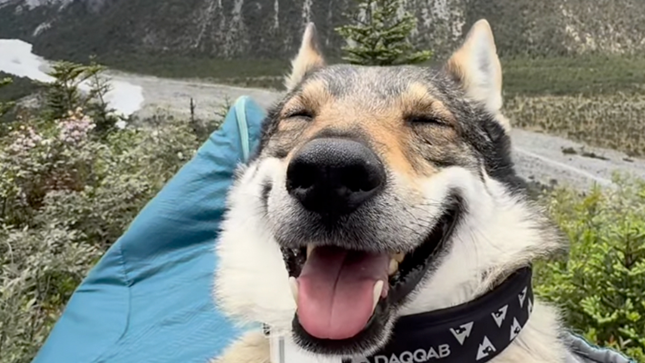The Wild Adventures Of Zheng And His Wolf Dog Fres Are Winning Hearts Online