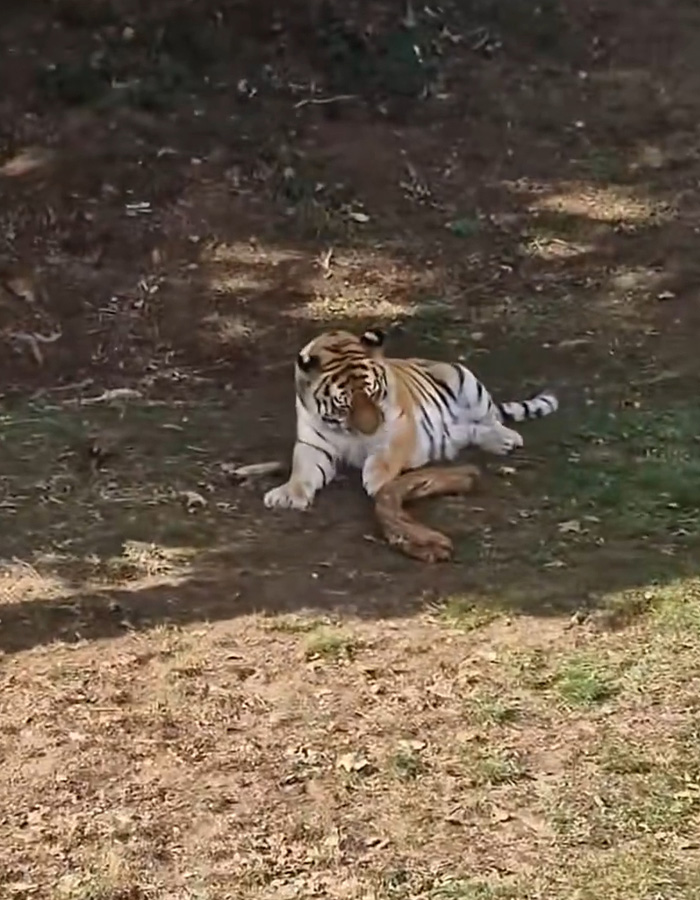 A tiger lying on the dirt ground inside a tiger enclosure.