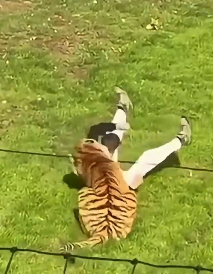 A tiger attacks a man on the grass after he enters a tiger enclosure.
