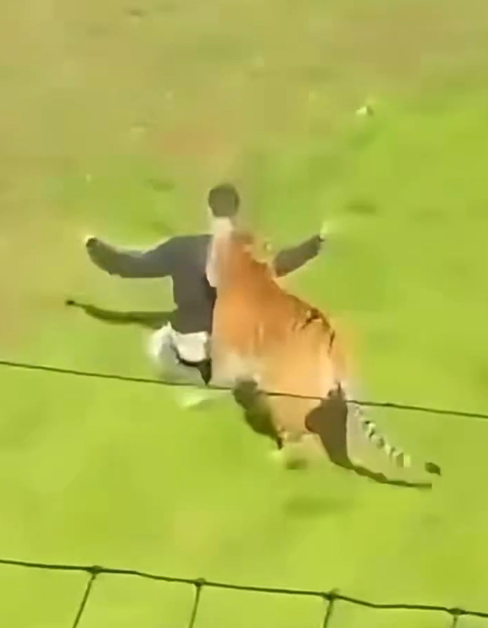 A tiger attacking a man who entered the tiger enclosure.