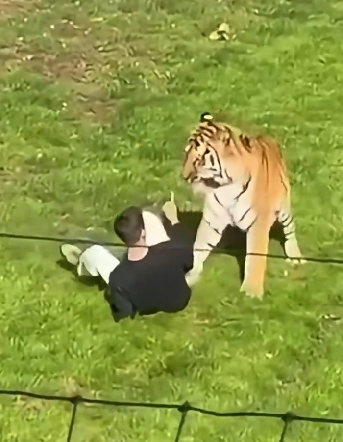 A man sitting on the grass inside a tiger enclosure facing a large tiger.