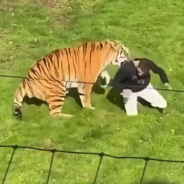 Fate Of Tiger That Mauled Man After He Entered Its Enclosure Finally Revealed Fate Of Tiger That Mauled Man After He Entered Its Enclosure Finally Revealed
