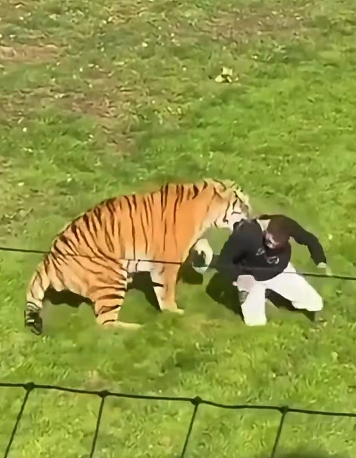 A man inside a tiger enclosure crouches in fear as a large tiger confronts him on the grass.