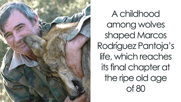 The Story Of Marcos Rodríguez Pantoja, The Boy Raised By Wolves, Has Ended At 80