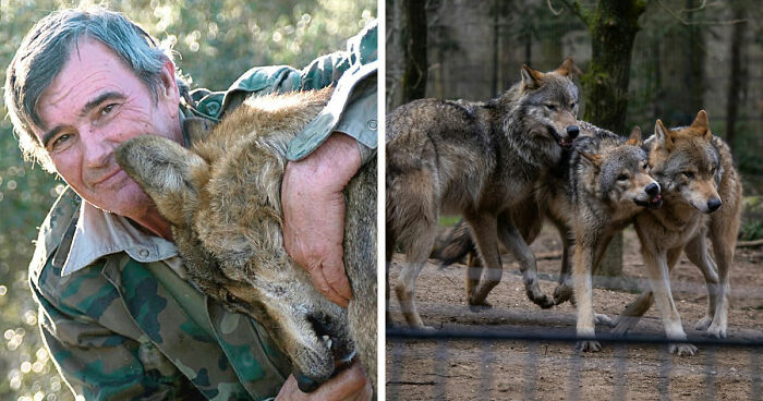 The Story Of Marcos Rodríguez Pantoja, The Boy Raised By Wolves, Has Ended At 80