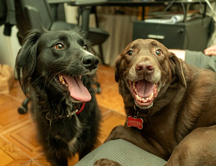Two happy dogs sitting indoors amidst petty family feuds.