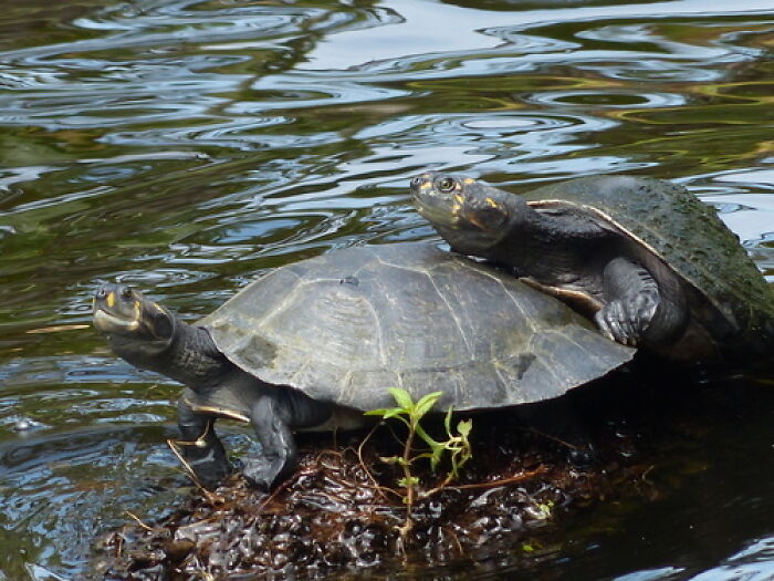 Siekopai Women In The Amazon Use Tradition And Technology To Help Save Vulnerable Turtles Siekopai Women In The Amazon Use Tradition And Technology To Help Save Vulnerable Turtles