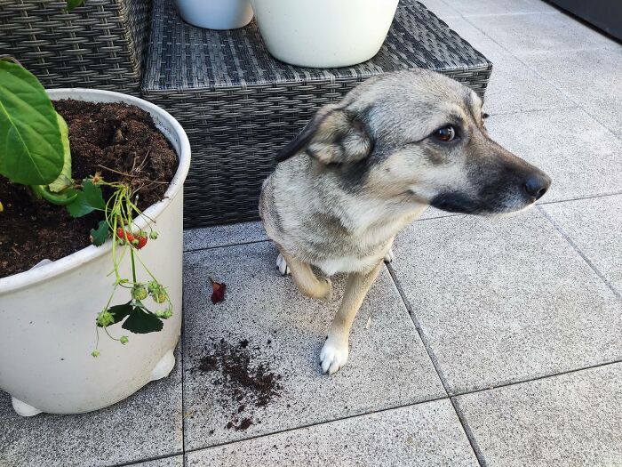Dog sitting near dirt spilled from a knocked-over potted plant outside