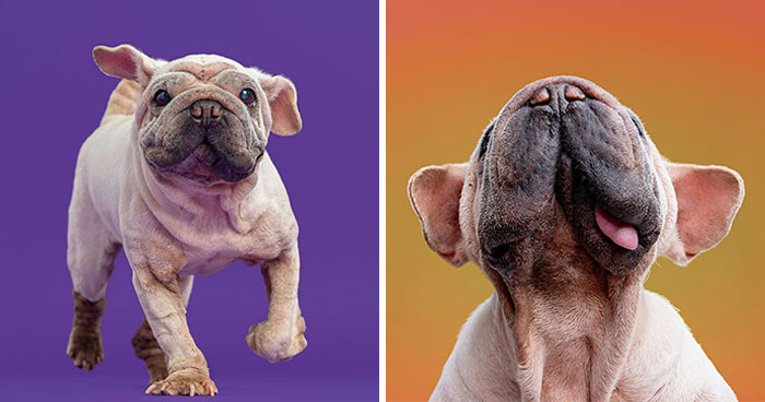 Dog Photographer Shared 19 Funny Outtakes Of Mork, A Rescue Dog With An Unforgettable Face