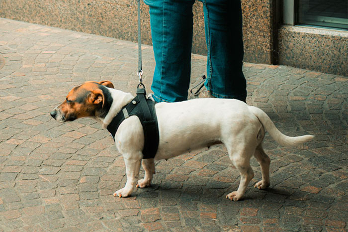 A small dog in a harness on a sidewalk, accompanying a story where a sister helps an ex cross every boundary.