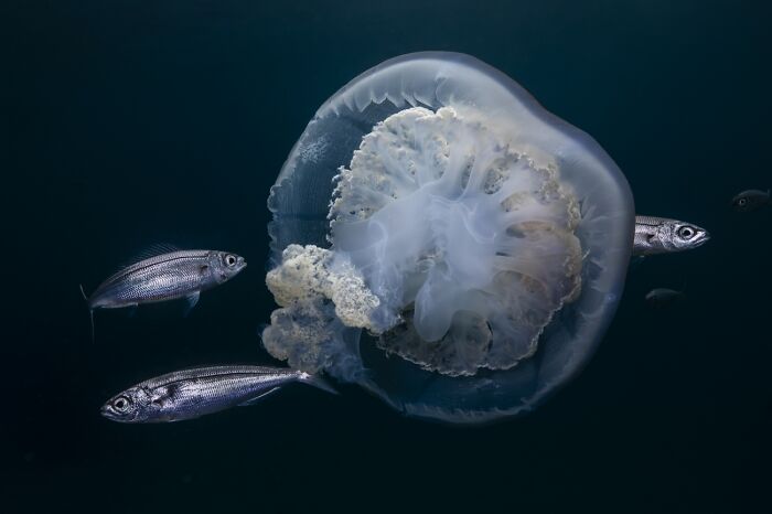 Close-up wildlife photo of a translucent jellyfish surrounded by small fish underwater