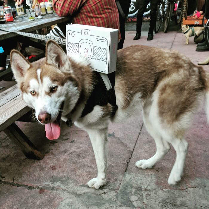 Husky dog wearing a homemade camera box costume for Halloween.