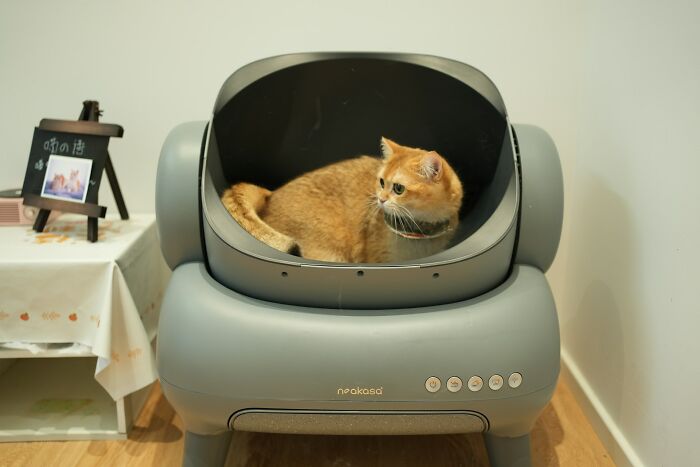 Cat relaxing inside futuristic home appliance