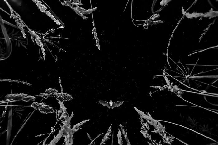 Low-angle black and white wildlife photo of a bat flying beneath starry skies and tall grass stems.