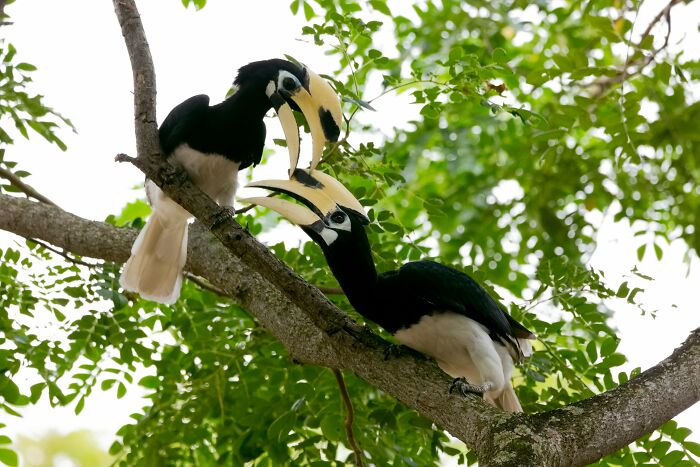 Two hornbill birds perched on a leafy tree branch in tiny communities