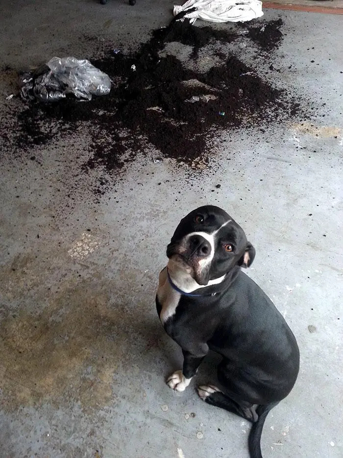 Black and white dog sitting beside spilled soil making a mess indoors