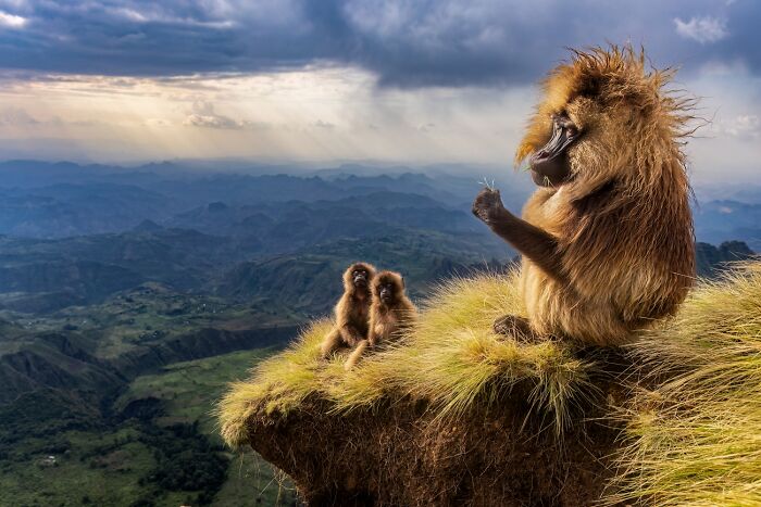 Baboon family on cliff with scenic view in wildlife photo