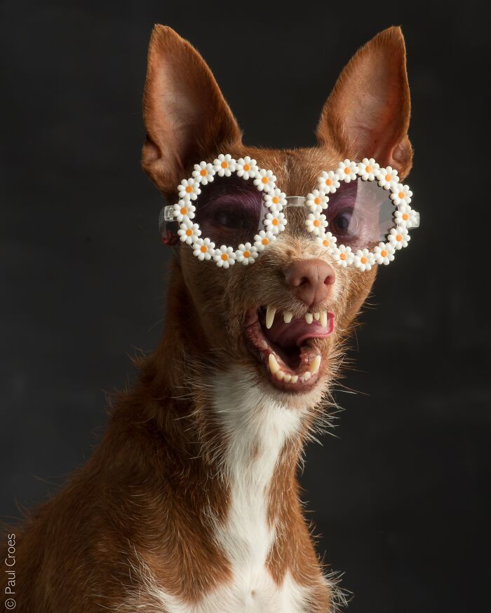 Playful small dog wearing flower sunglasses and showing teeth in a fun photography studio portrait.
