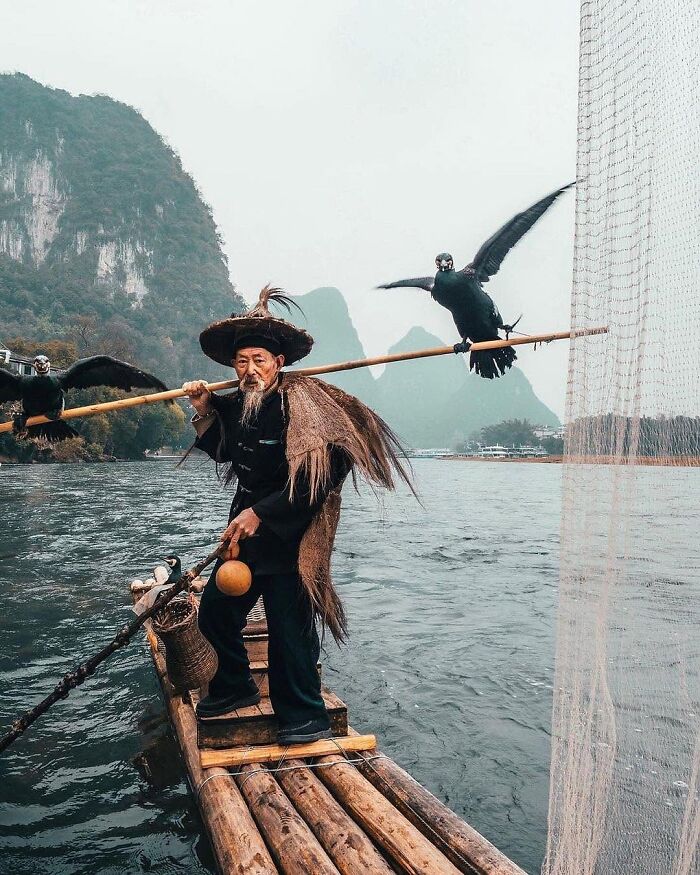 A traditional Chinese fisherman in traditional attire holding a pole on a wooden raft with cormorant birds, a cool sight