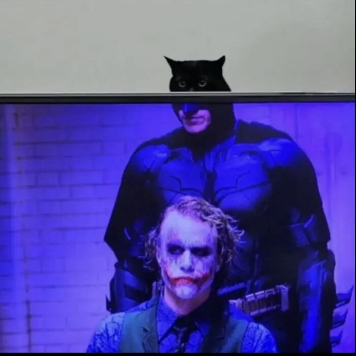 A black cat peeking over a TV screen aligned perfectly with Batman, one of many absurd moments.