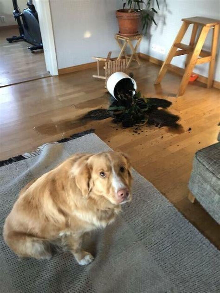 Golden retriever sitting near a tipped over plant with soil scattered on floor