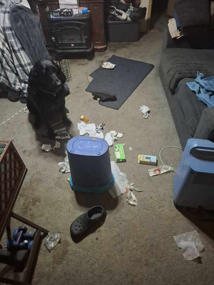 Black dog sitting beside a living room mess with scattered trash on carpet