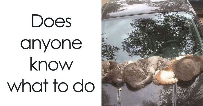 63 Memes That Need Absolutely Zero Context To Be Funny