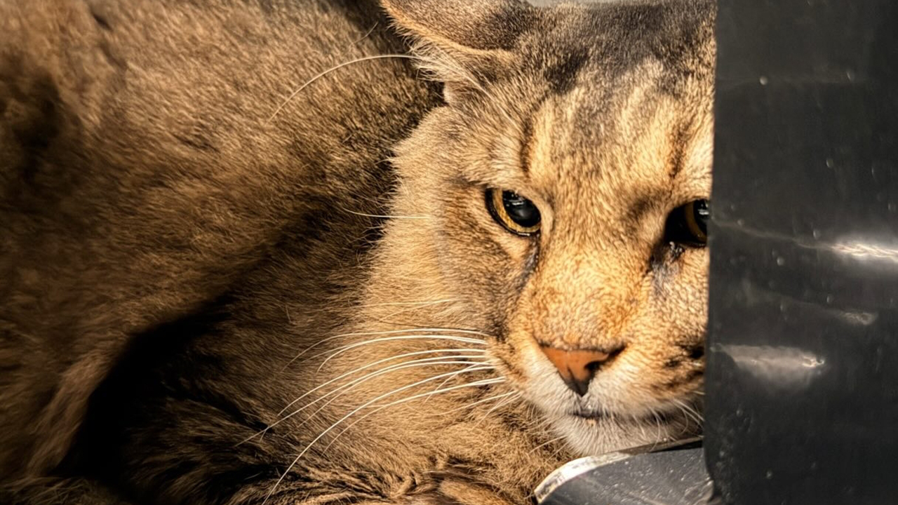 “He Was Just Scared”: Man Adopts A Shy Senior Cat Who Spent 12 Years Waiting In A Shelter