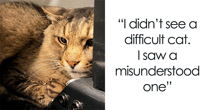 “He Was Just Scared”: Man Adopts A Shy Senior Cat Who Spent 12 Years Waiting In A Shelter