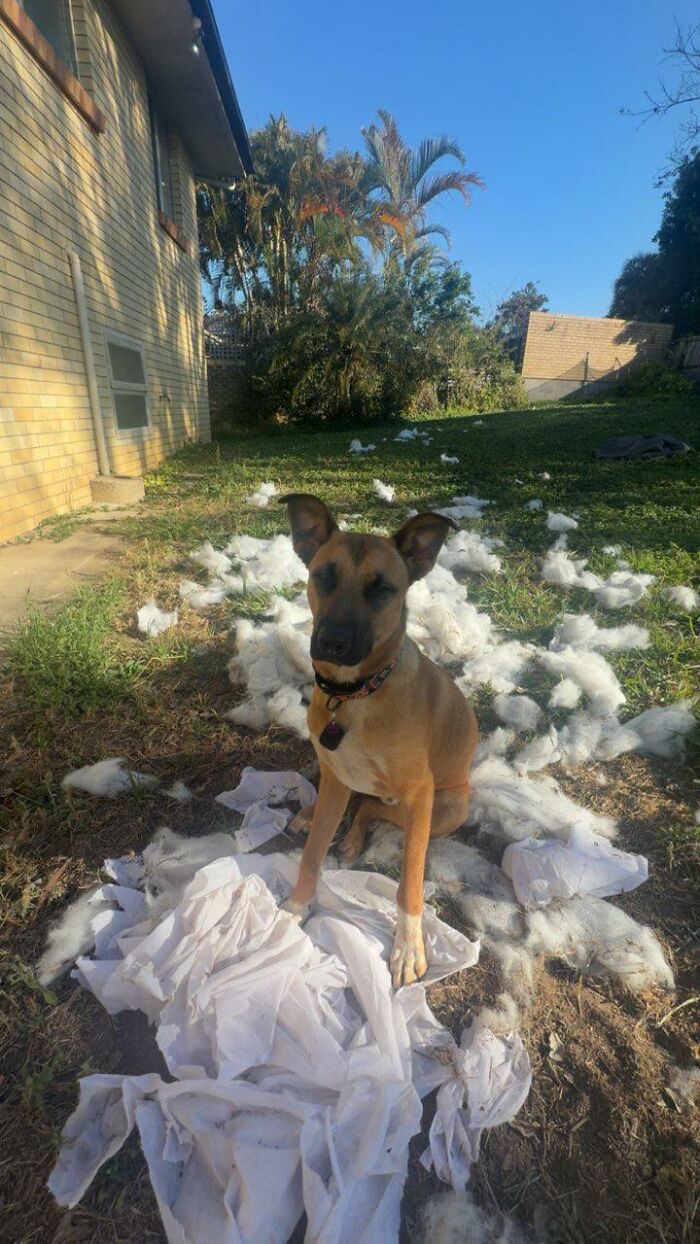 Brown dog sitting in yard surrounded by shredded white fabric
