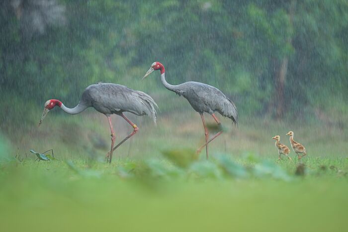 Two cranes and chicks walking in rain wildlife photo