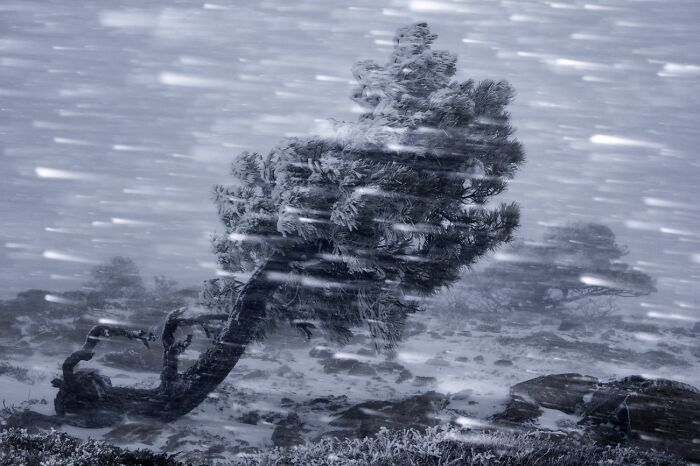 Tree bending in strong snowy wind captured in Siena International Photo Awards