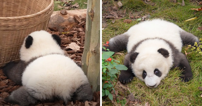 Watching A Panda Cub Run Is Probably The Cutest Thing You’ll See Today